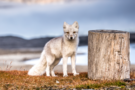 Arctic Fox