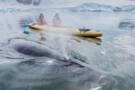 Arctic