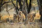 Ranthambore