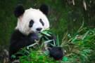 Giant Panda