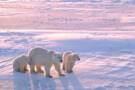 Polar bears