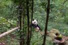 Panda Conservation Centre