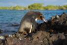 Visit Elizabeth Bay on a cruise to the Galapagos Islands