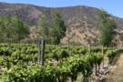 Kingston Winery in the Casablanca Valley