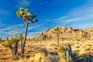 Mohave Desert