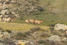 Khustai national park