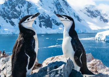 A pair of chinstrap penguins in Antarctica