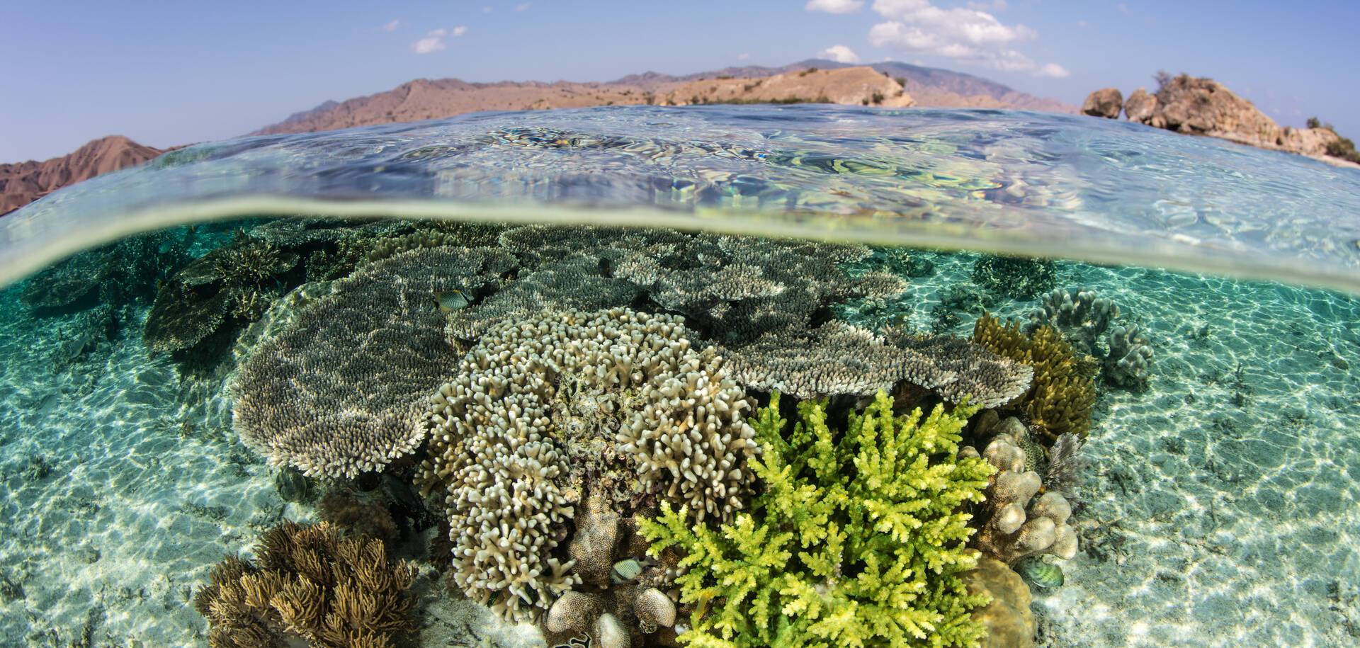 A fragile coral reef grows on a coral reef in Komodo National Park, Indonesia