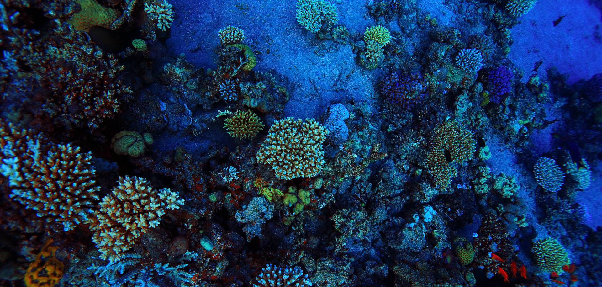 Coral Reef in Cozumel - Cozumel, Mexico