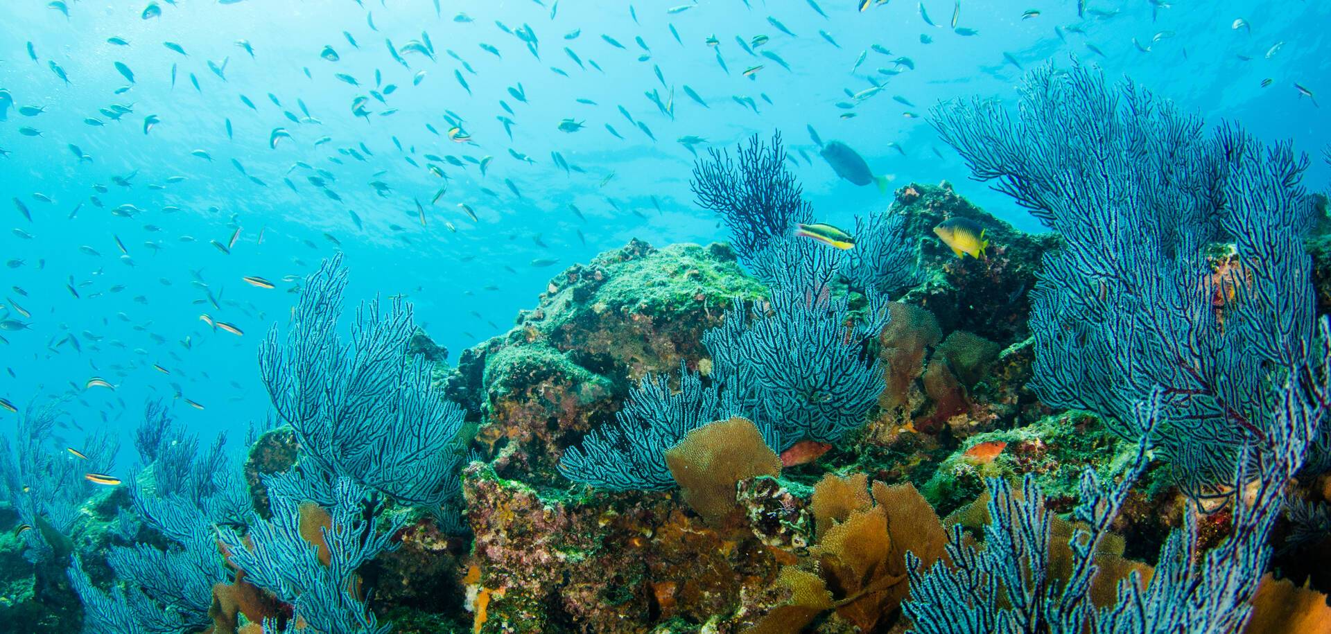 Sea of Cortez, Mexico