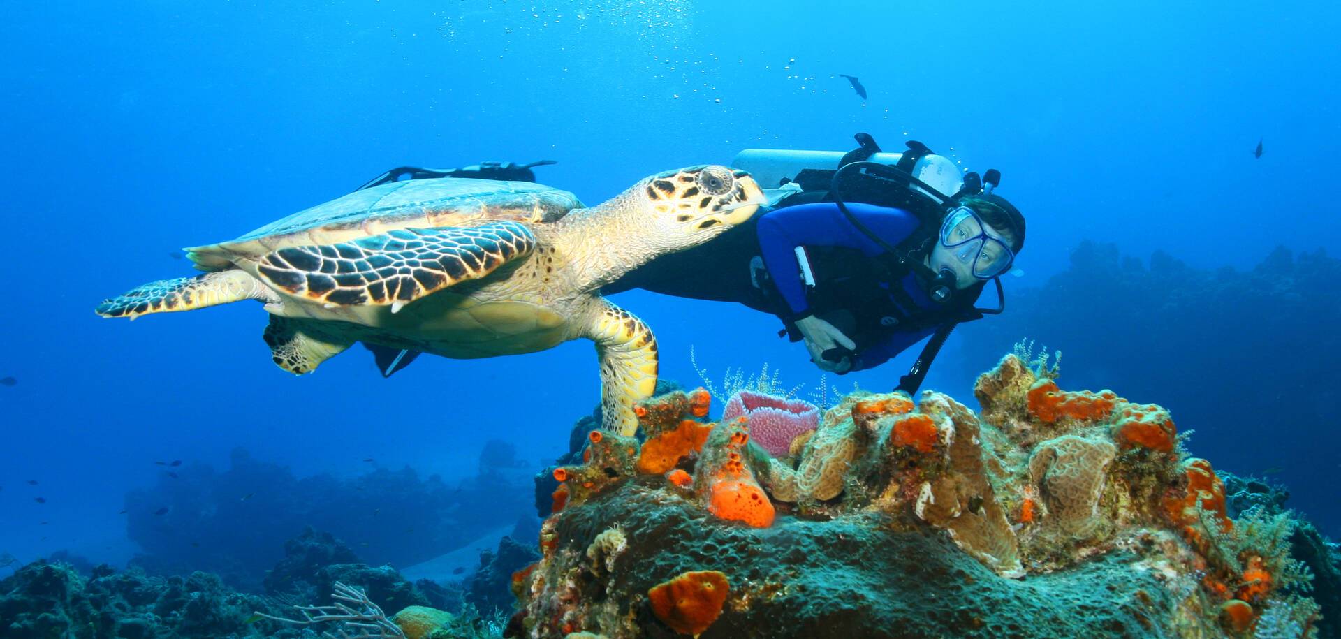 Hawksbill Turtle and Diver - Cozumel, Mexico