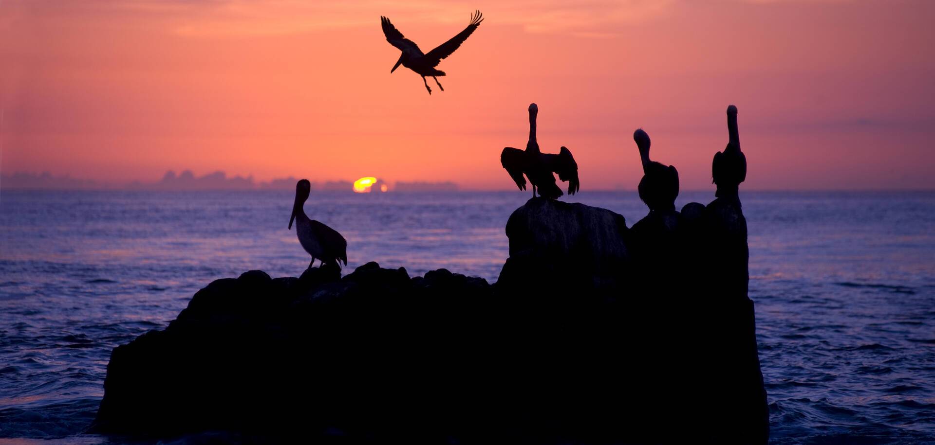 Pelican Rest, Cabo San Lucas