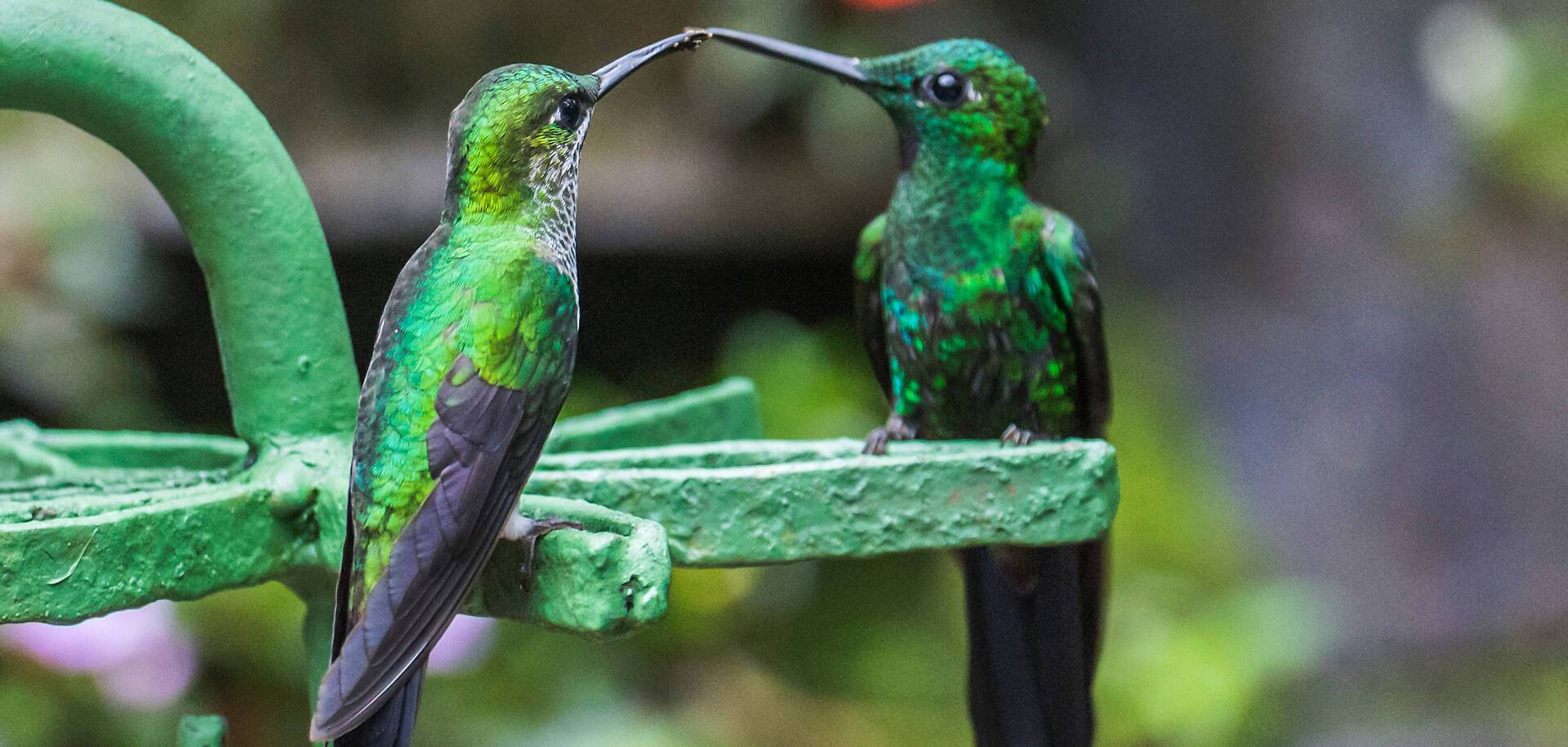Hummingbirds, Costa Rica