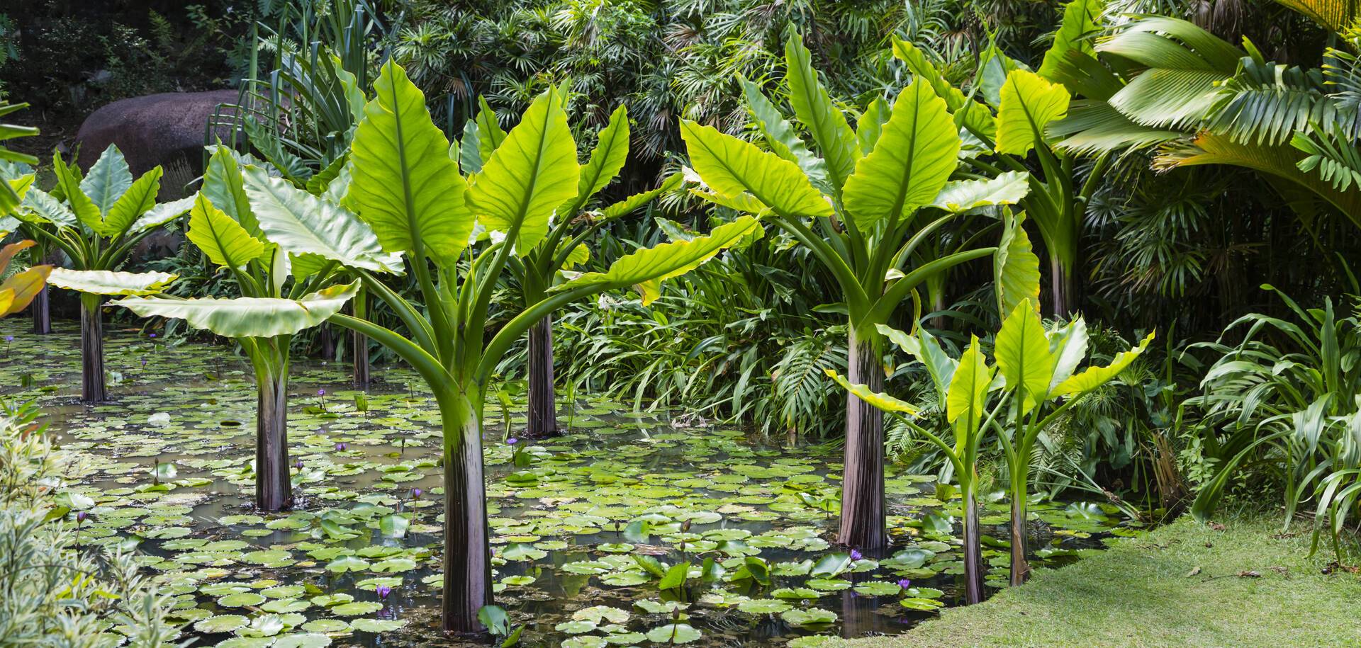 Water banana plants in botanical gardens, Victoria