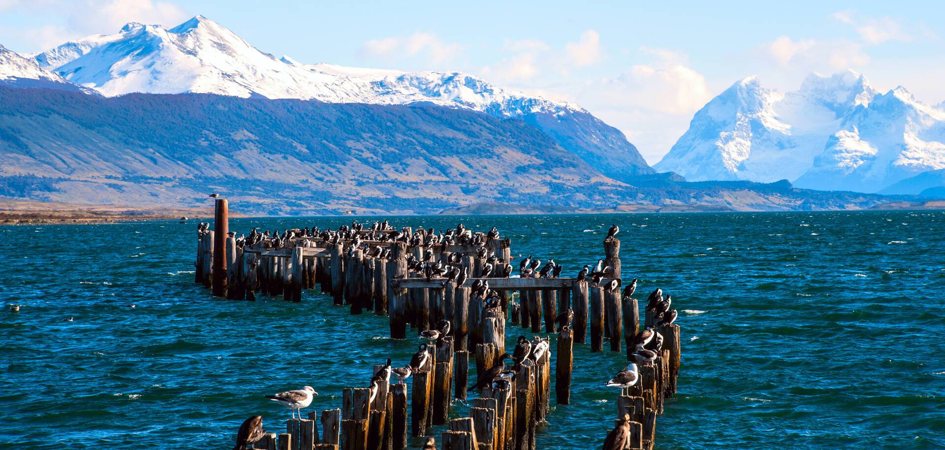 Chile,Puerto Natales King Cormorant colony, Old Dock