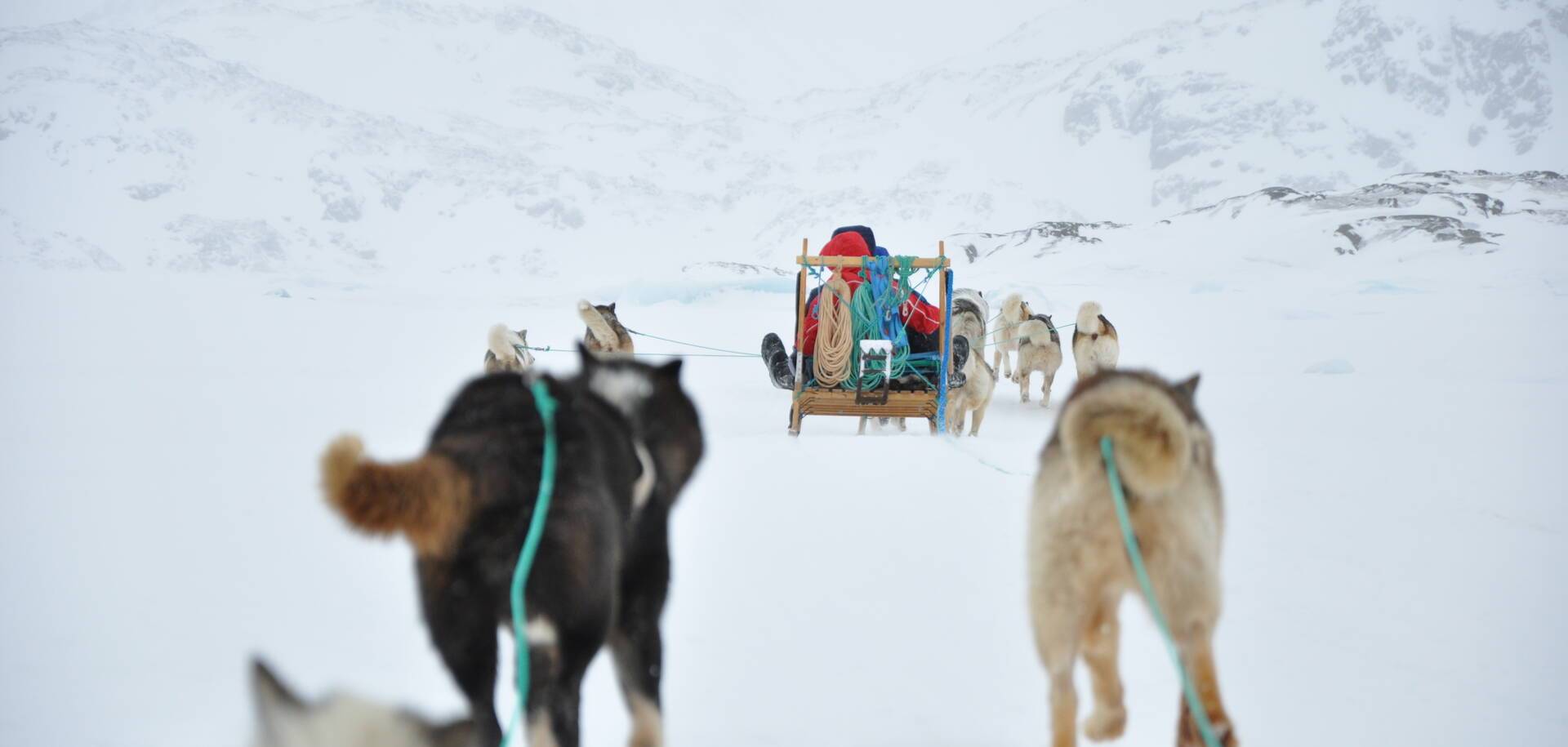 Dog Sledding, Greenland