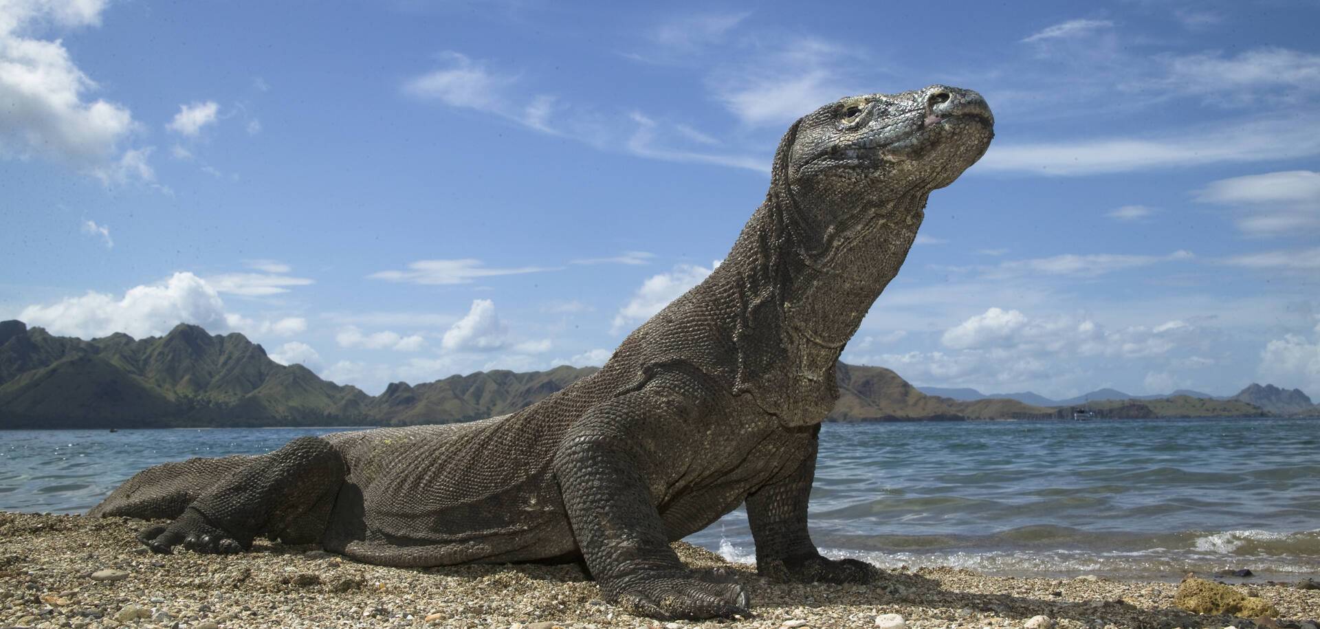 Komodo Dragon, Varanus komodensis, on beach, Komodo Island