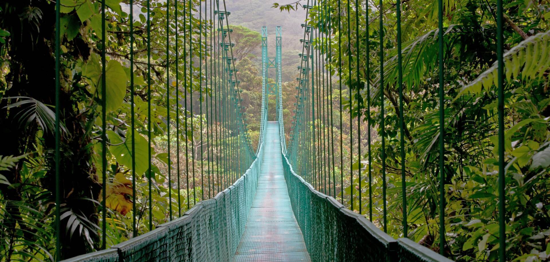 Hanging Bridge, Monteverde Cloud Forest, Costa Rica