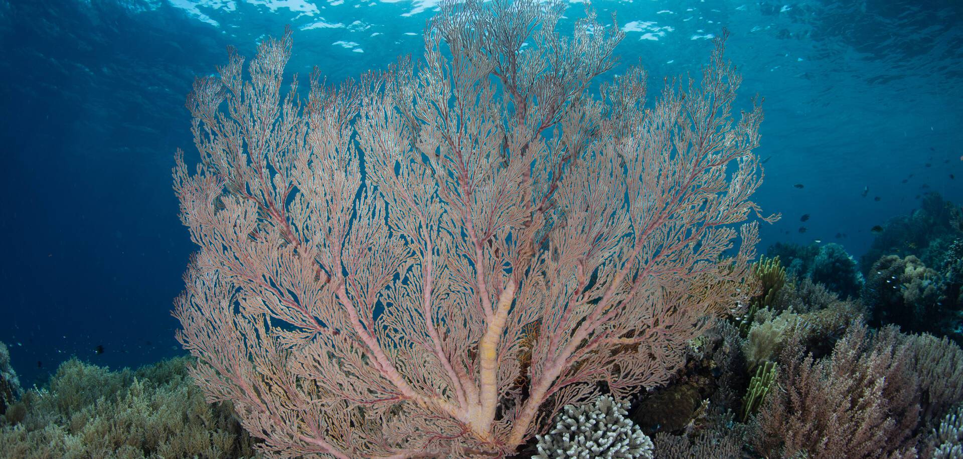 A gorgonian grows on a reef in Komodo National Park, Indonesia
