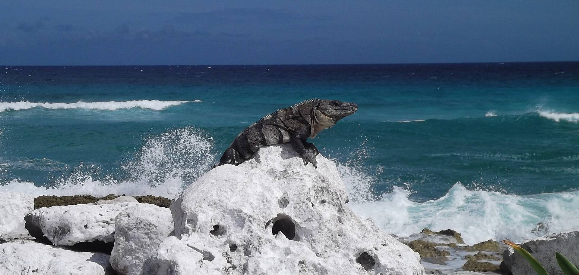 Iguanidae Reptile - Cozumel, Mexico