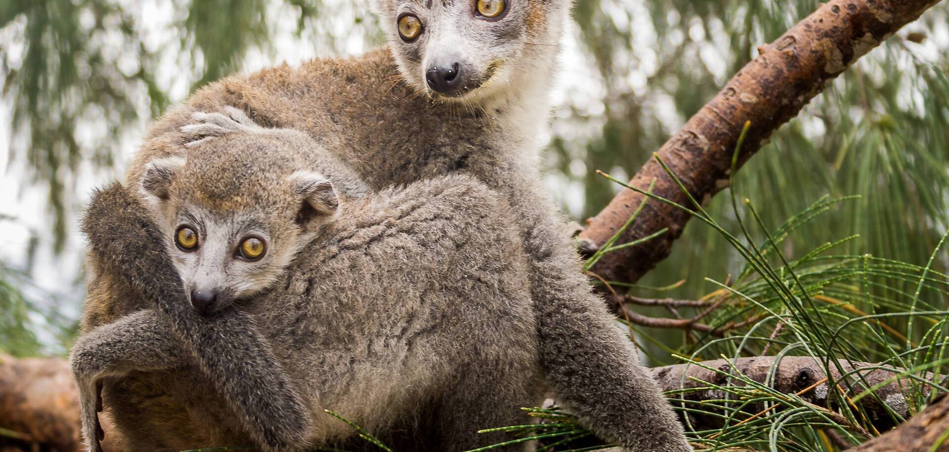 Crowned lemur, Madagascar