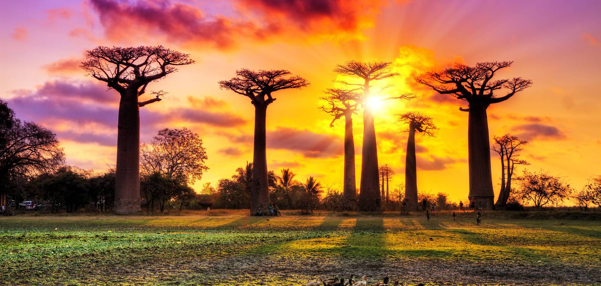 Avenue of the Baobabs, Madagascar