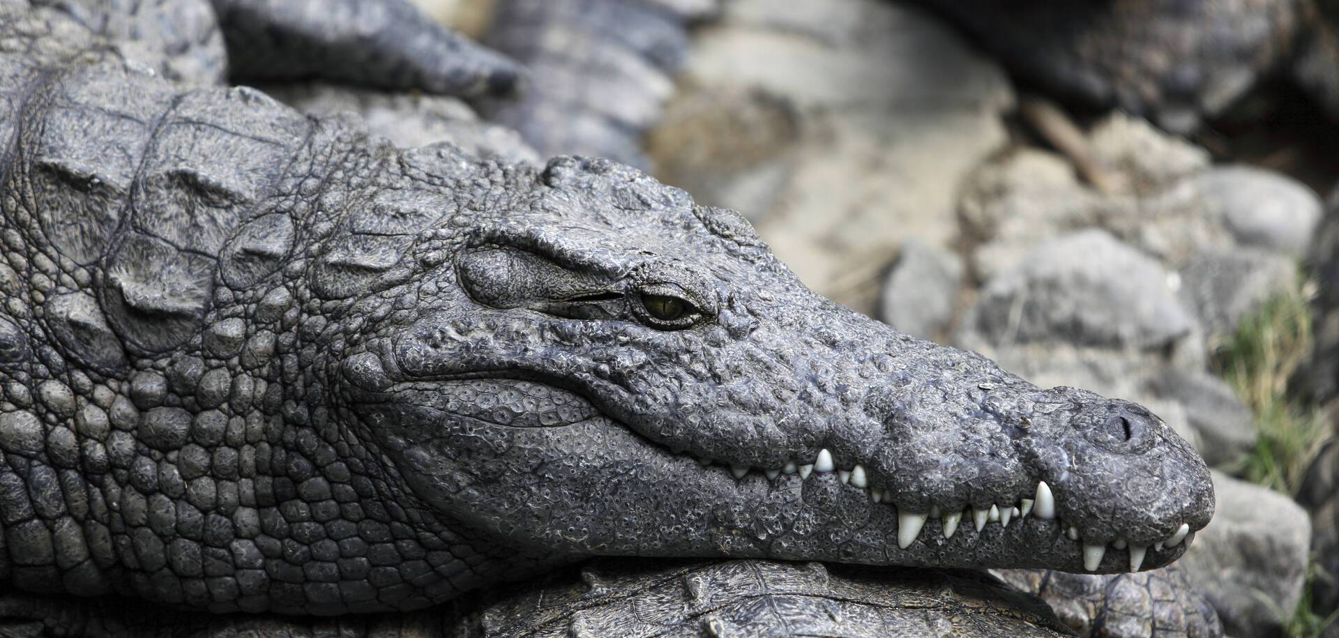 Crocodiles in Park, Mauritius