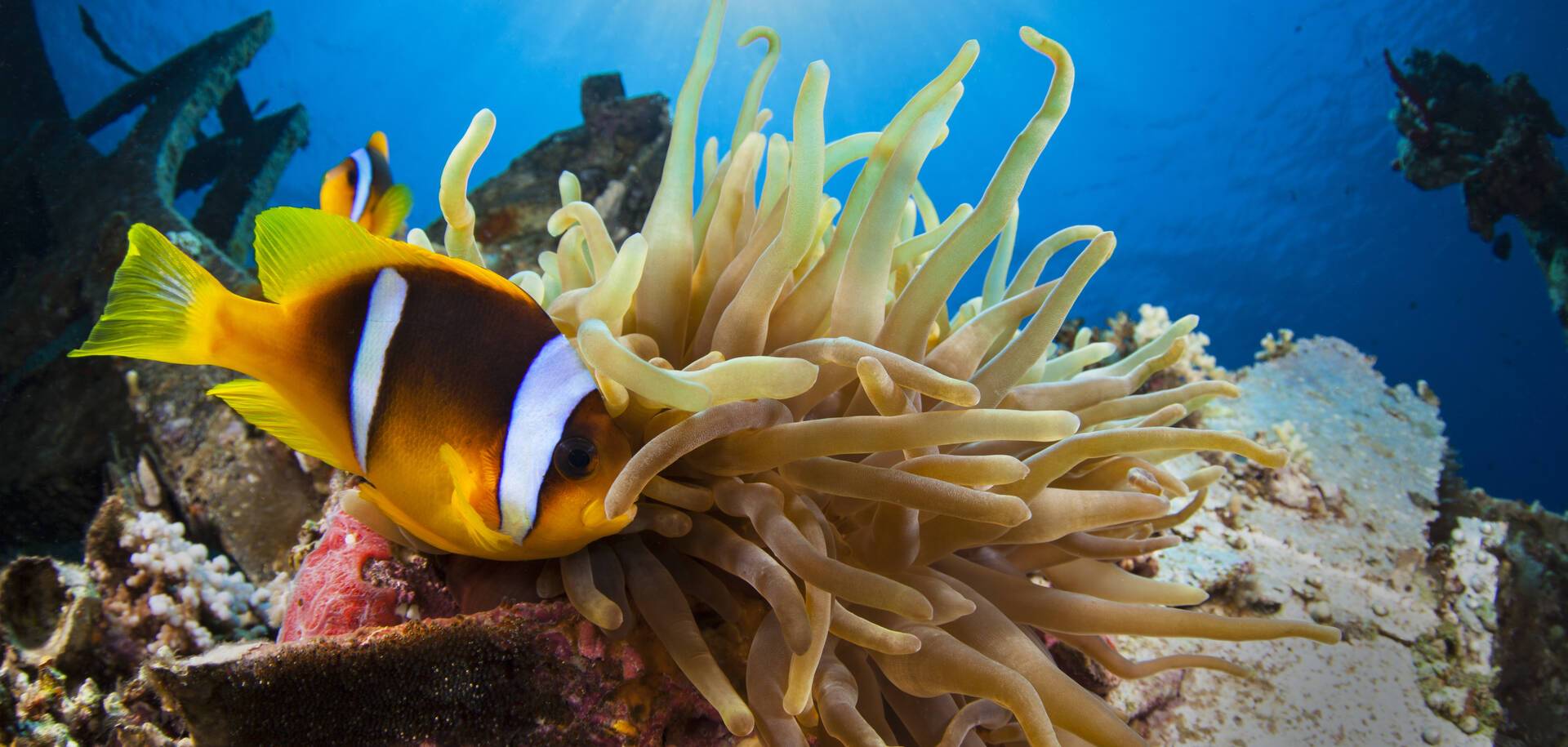 Anemone and Clownfish