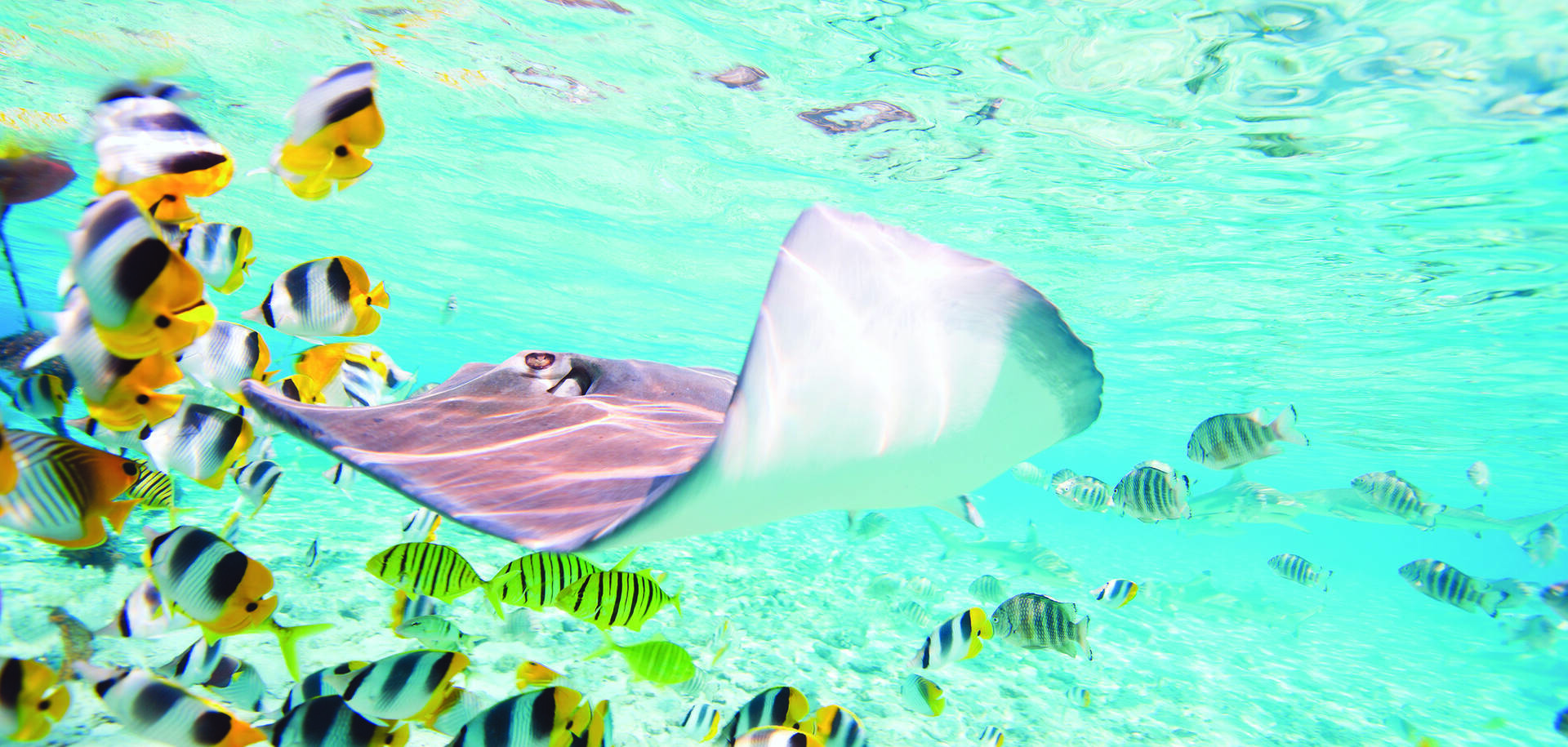 Lagoon life, Bora Bora