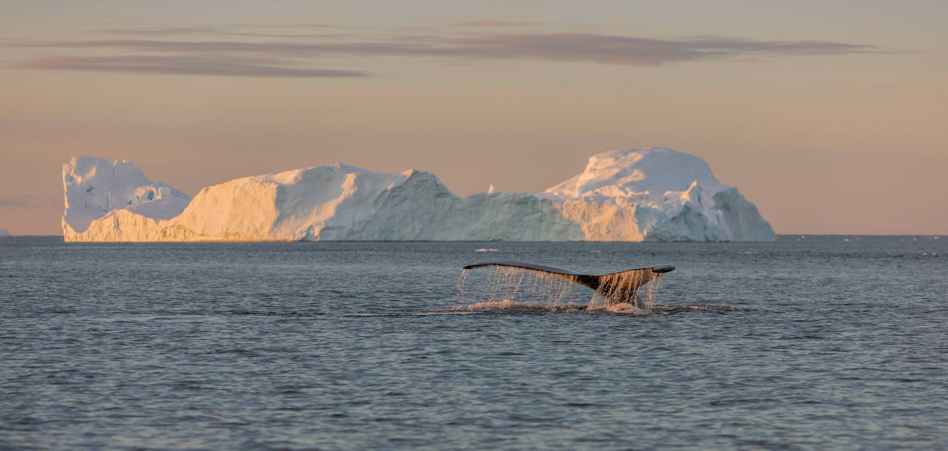 Whales, Greenland
