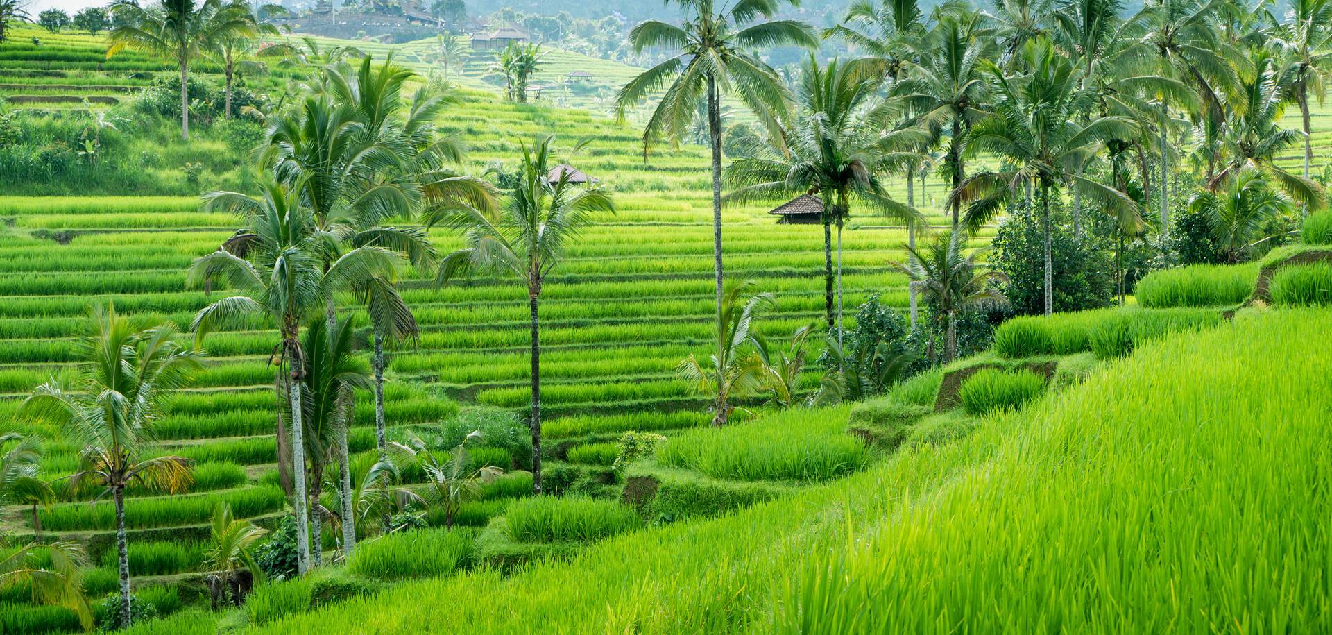 Green rice fields near Ubud, Bali