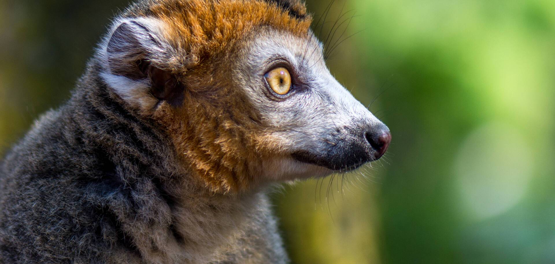 Crowned lemur, Madagascar
