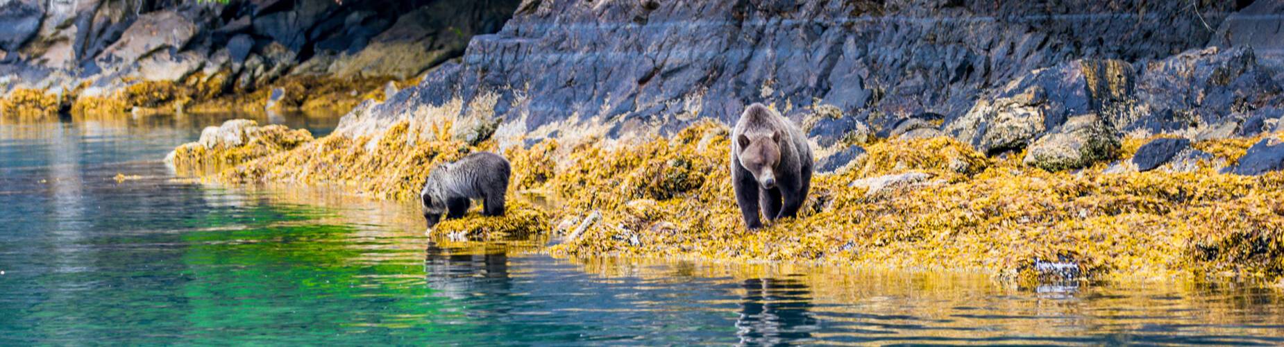 Great Bear Rainforest