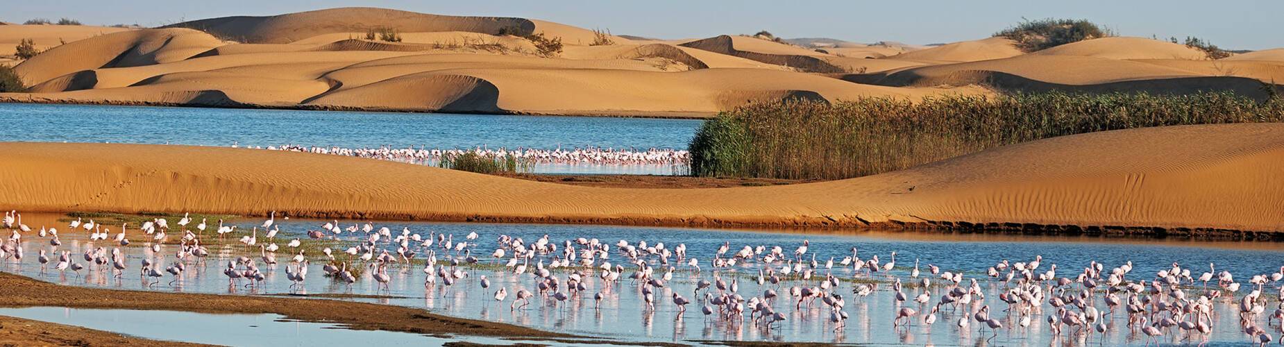 A flock of flamingos in a lagoon