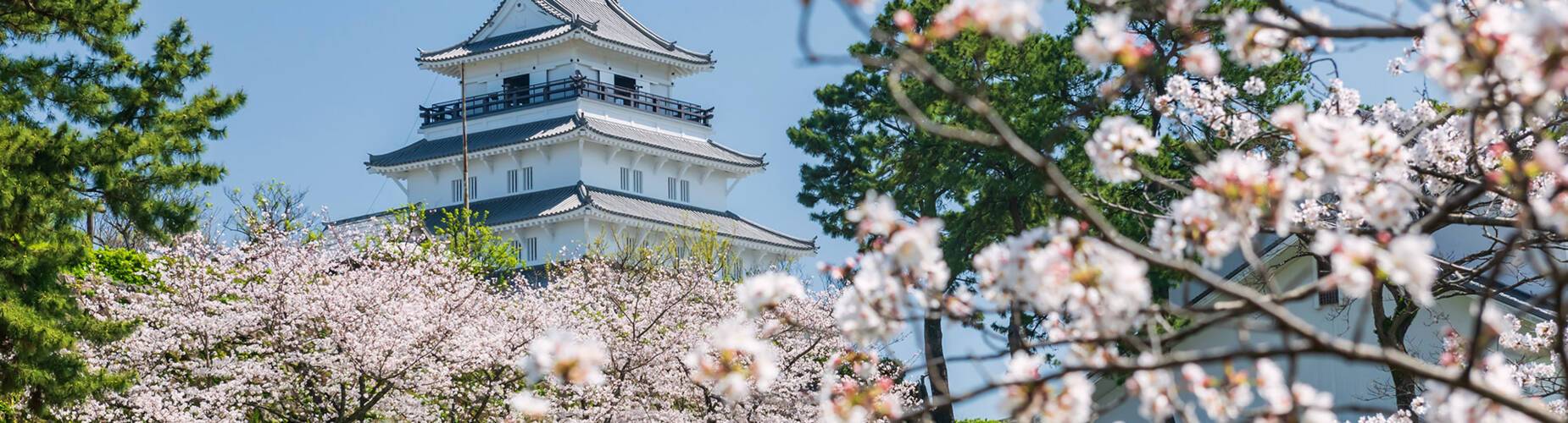 Shimabara Castle surrounded by cherry blossom
