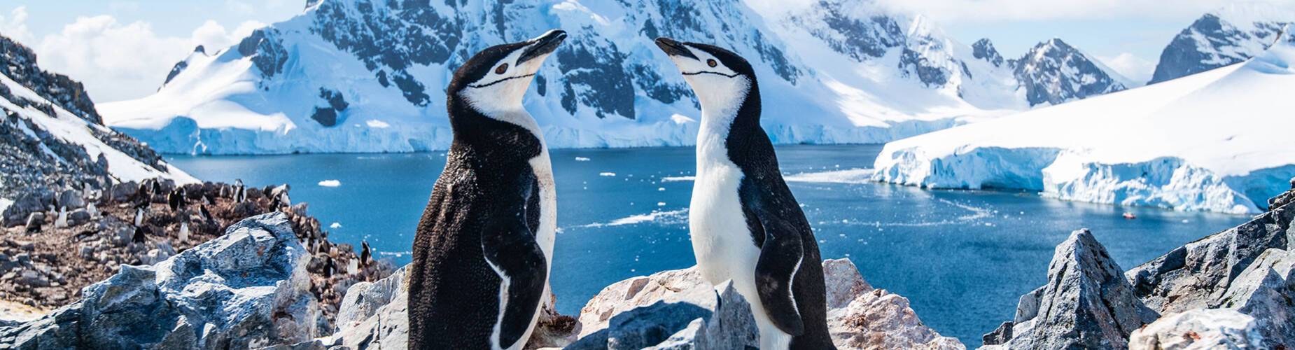 A pair of chinstrap penguins in Antarctica