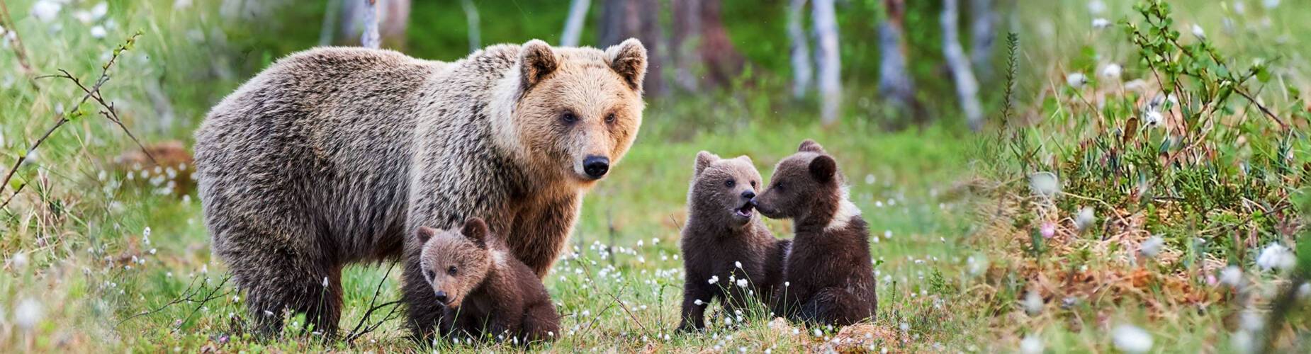 Alaska