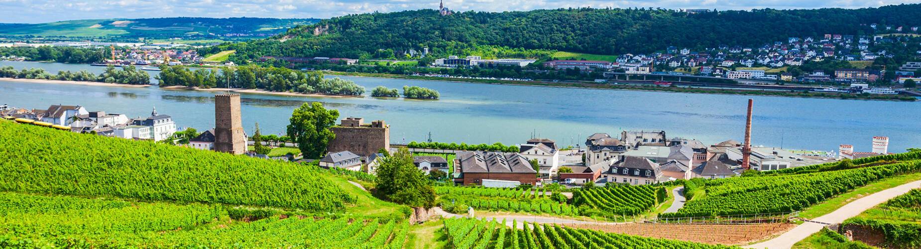 The view over Rudesheim from a vineyard