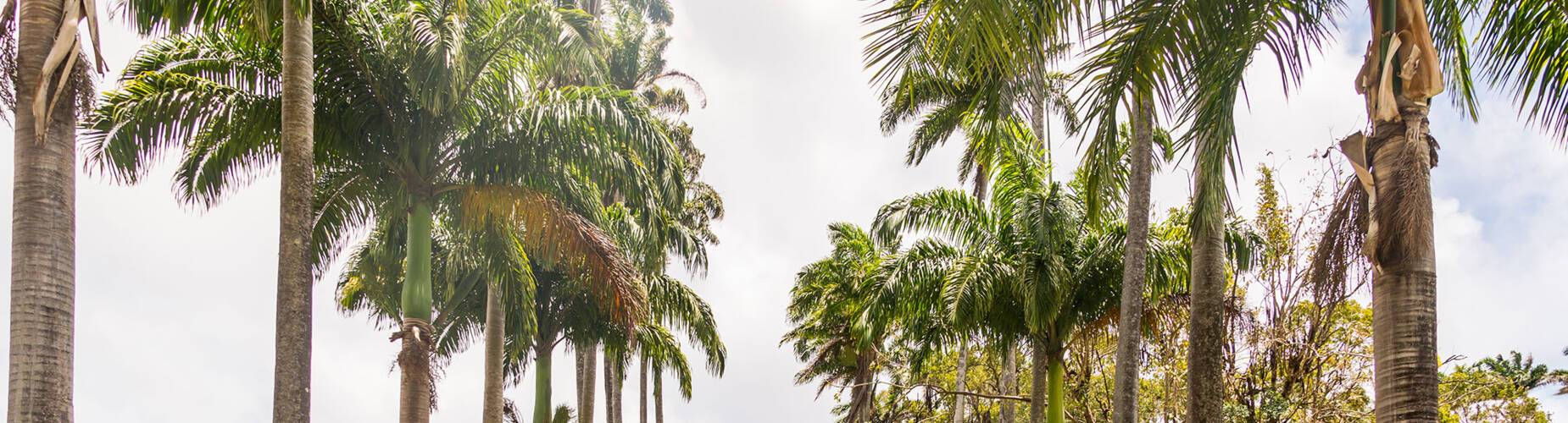 Cruises to Codrington