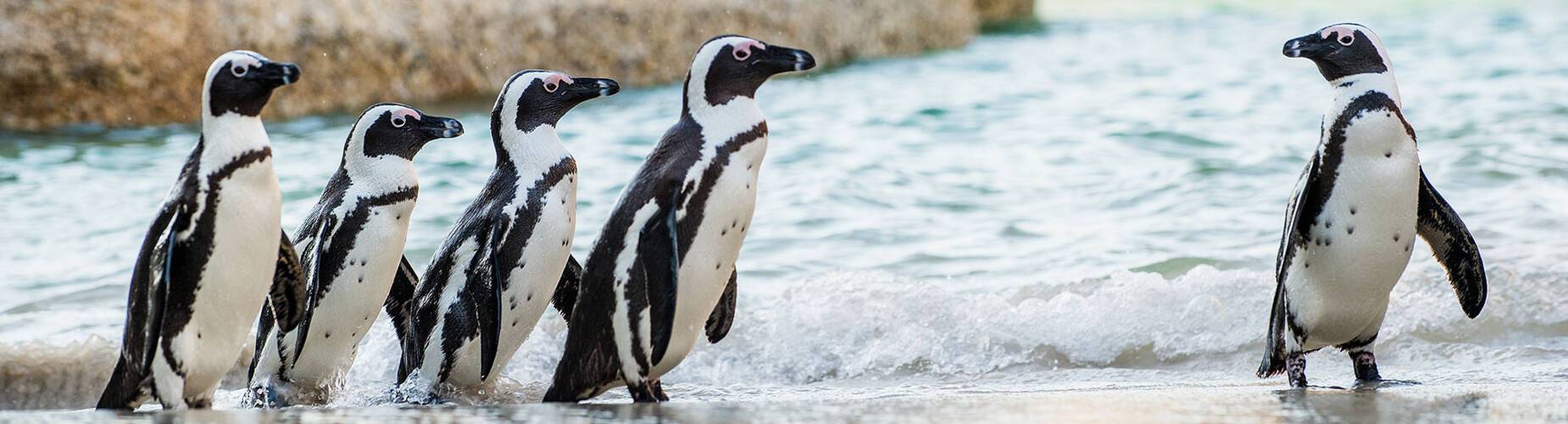 Group of penguins on Boulders Beach