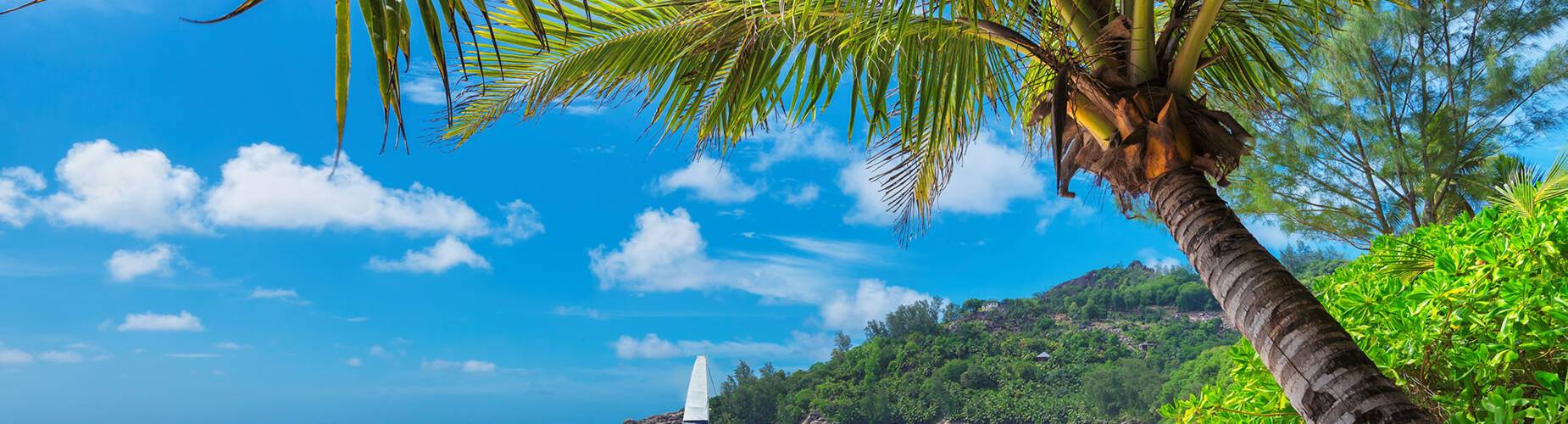 A panoramic view of a palm tree on a beach