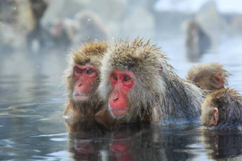 Snow Monkeys