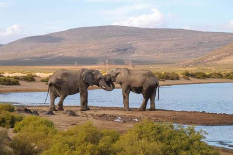 Aquila game reserve
