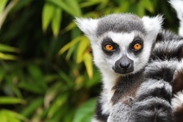 Madagascar