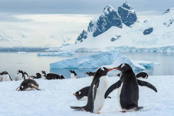 Antarctica Penguins