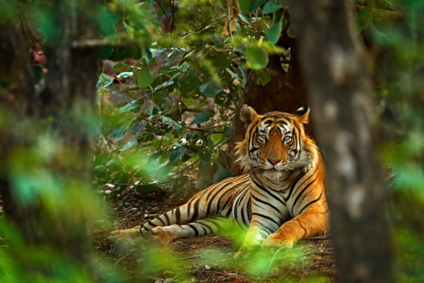 Ranthambore National Park