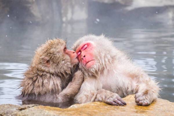 Snow Monkeys