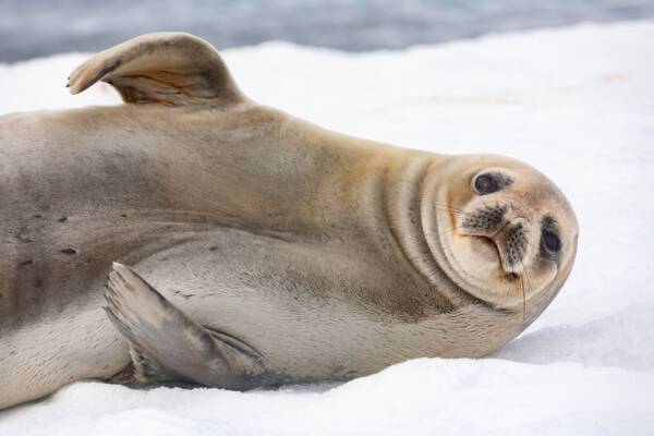 Antarctica