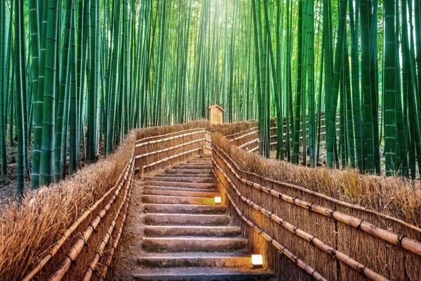 Arashiyama Bamboo
