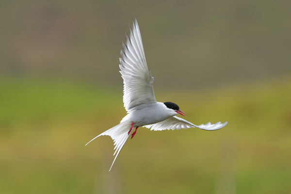 Arctic Tern